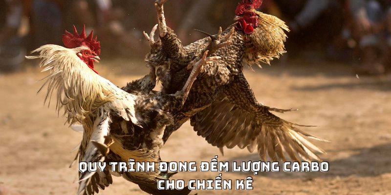 Cách Nạp Carbo Cho Gà Đá Hiệu Quả Được Ưa Chuộng 2026 - Mexa