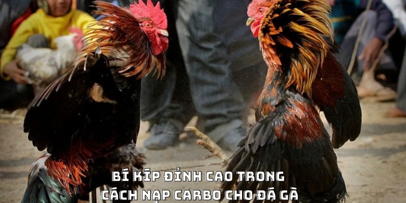 Cách Nạp Carbo Cho Gà Đá Hiệu Quả Được Ưa Chuộng 2026 - Mexa