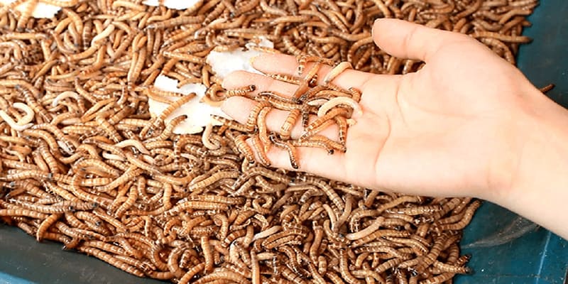 Các Loại Mồi Cho Gà Đá Bổ Sung Dinh Dưỡng Chuẩn Khoa Học - Mexa