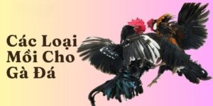Đá Gà F8bet | Sảnh Cược Gà Đá Uy Tín Cho Các Kê Thủ - Mexa