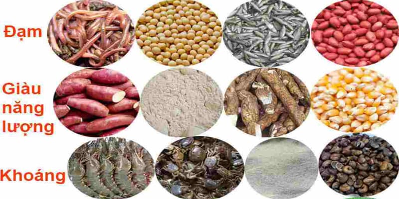 Các Loại Mồi Cho Gà Đá Bổ Sung Dinh Dưỡng Chuẩn Khoa Học - Mexa