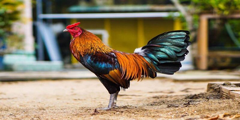 Các Loại Mồi Cho Gà Đá Bổ Sung Dinh Dưỡng Chuẩn Khoa Học - Mexa