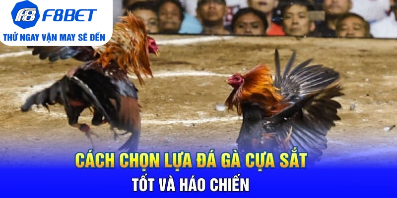 Đá Gà Cựa Sắt Là Gì? Mẹo Hay Và Hiệu Quả Khi Chơi Đá Gà - Mexa