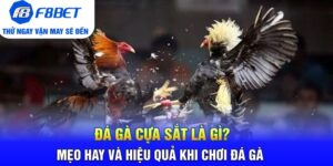 Đá Gà F8bet | Sảnh Cược Gà Đá Uy Tín Cho Các Kê Thủ - Mexa