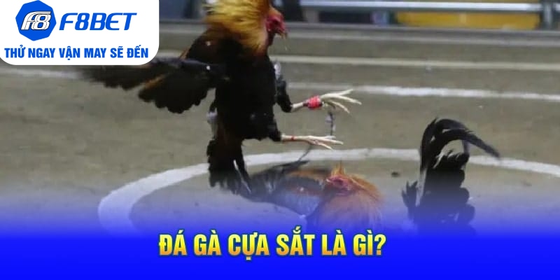 Đá Gà Cựa Sắt Là Gì? Mẹo Hay Và Hiệu Quả Khi Chơi Đá Gà - Mexa