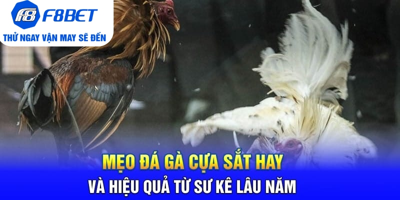 Đá Gà Cựa Sắt Là Gì? Mẹo Hay Và Hiệu Quả Khi Chơi Đá Gà - Mexa