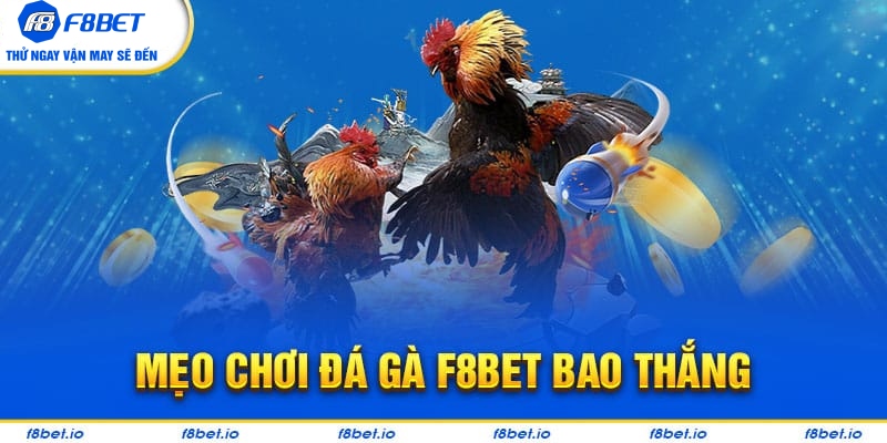 Đá Gà F8bet | Sảnh Cược Gà Đá Uy Tín Cho Các Kê Thủ - Mexa