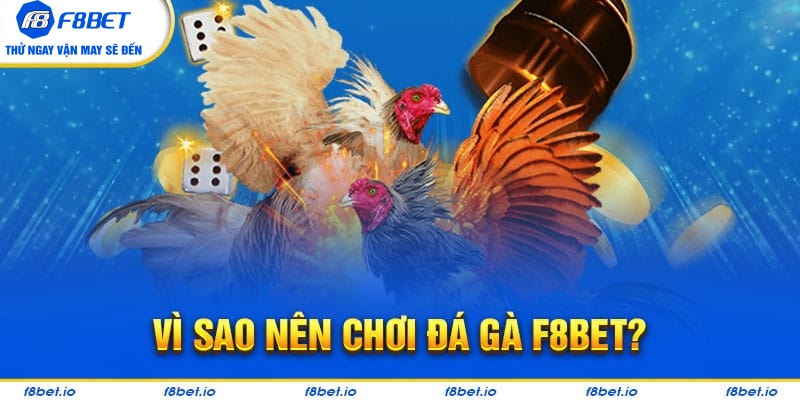 Đá Gà F8bet | Sảnh Cược Gà Đá Uy Tín Cho Các Kê Thủ - Mexa